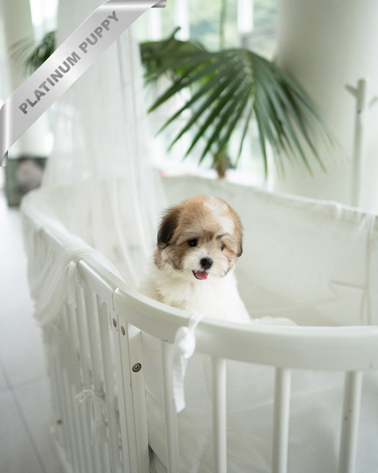 TAFFY - FEMALE (PURCHASED by DEDDY) - ROLLY TEACUP PUPPIES - TEACUP PUPPY FOR SALE