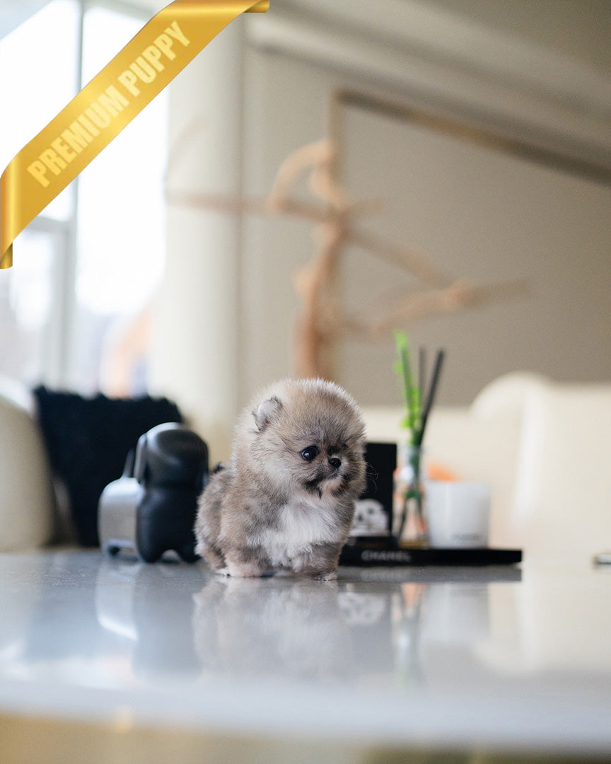 CREAMY - FEMALE (PURCHASED by RITA) - ROLLY TEACUP PUPPIES -