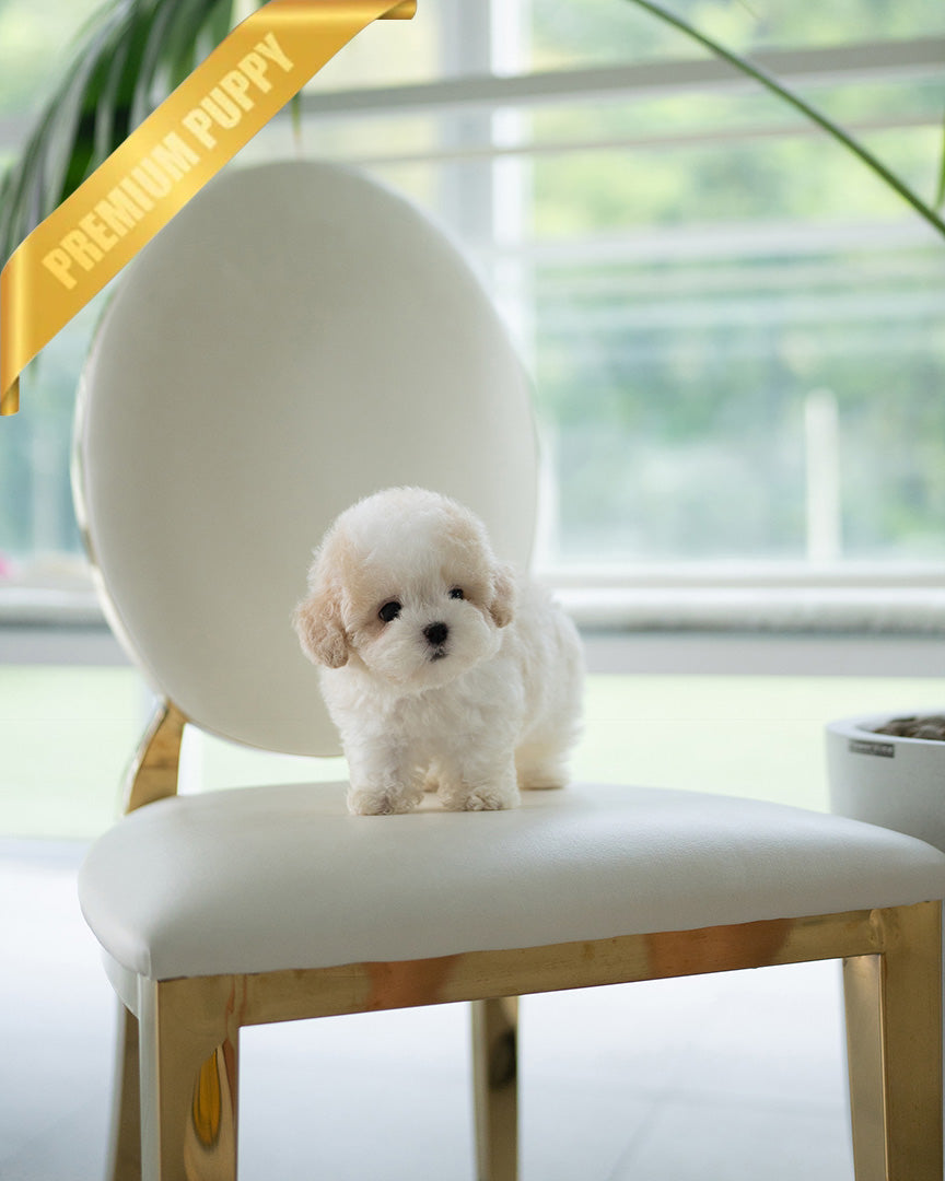 BEAU - MALE - ROLLYPUPS OFFICIAL