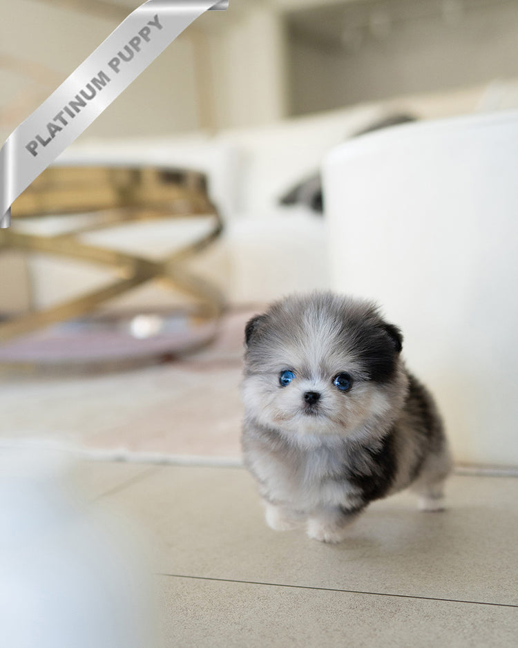 GISELLE - FEMALE (PURCHASED by KIM) - ROLLY TEACUP PUPPIES - TEACUP PUPPY FOR SALE