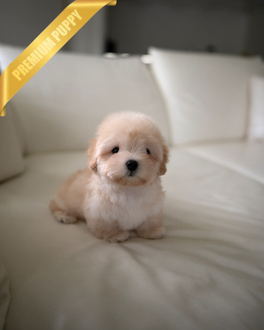 ARTHUR - MALE (RESERVED by SOPHIA)