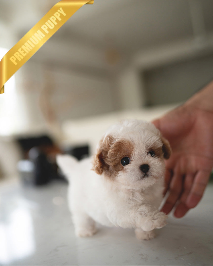 BAMBI - FEMALE (RESERVED by RT) - ROLLY TEACUP PUPPIES - TEACUP PUPPY FOR SALE