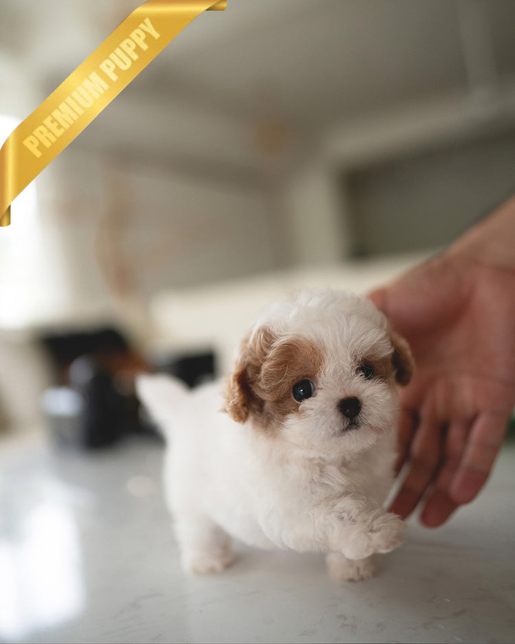 BAMBI - FEMALE (RESERVED by RT) - ROLLY TEACUP PUPPIES - TEACUP PUPPY FOR SALE