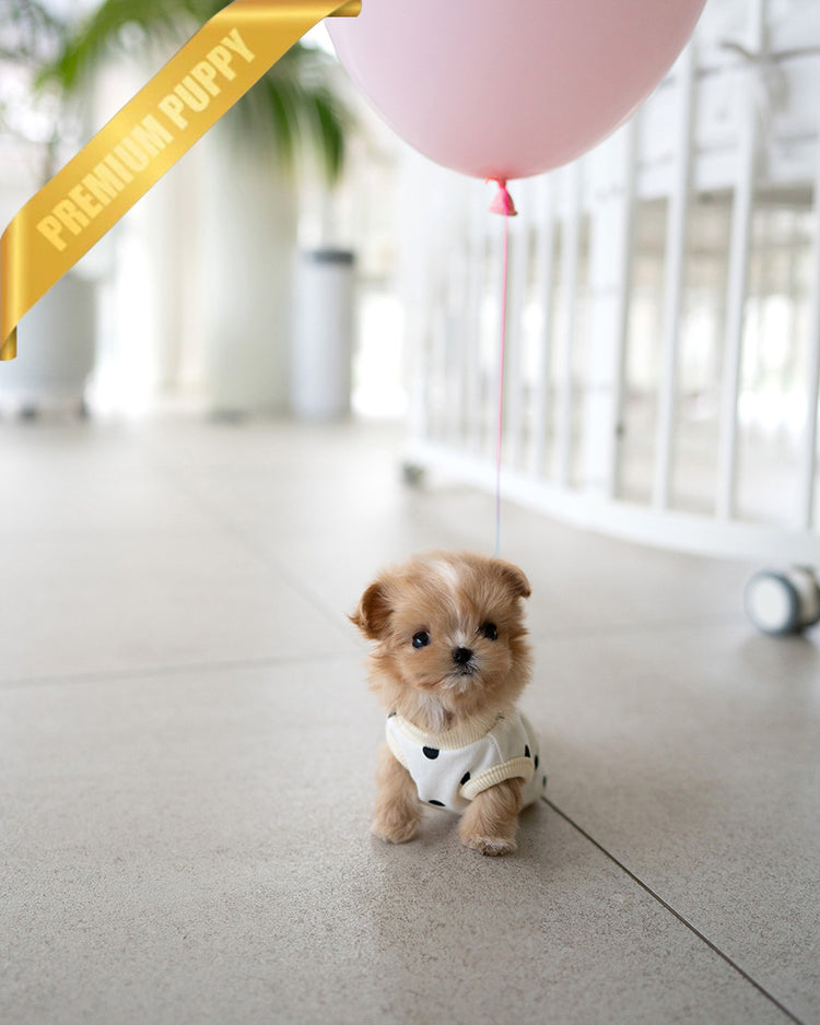 TOFFEE - FEMALE (PURCHASED by ALIREZA) - ROLLY TEACUP PUPPIES -