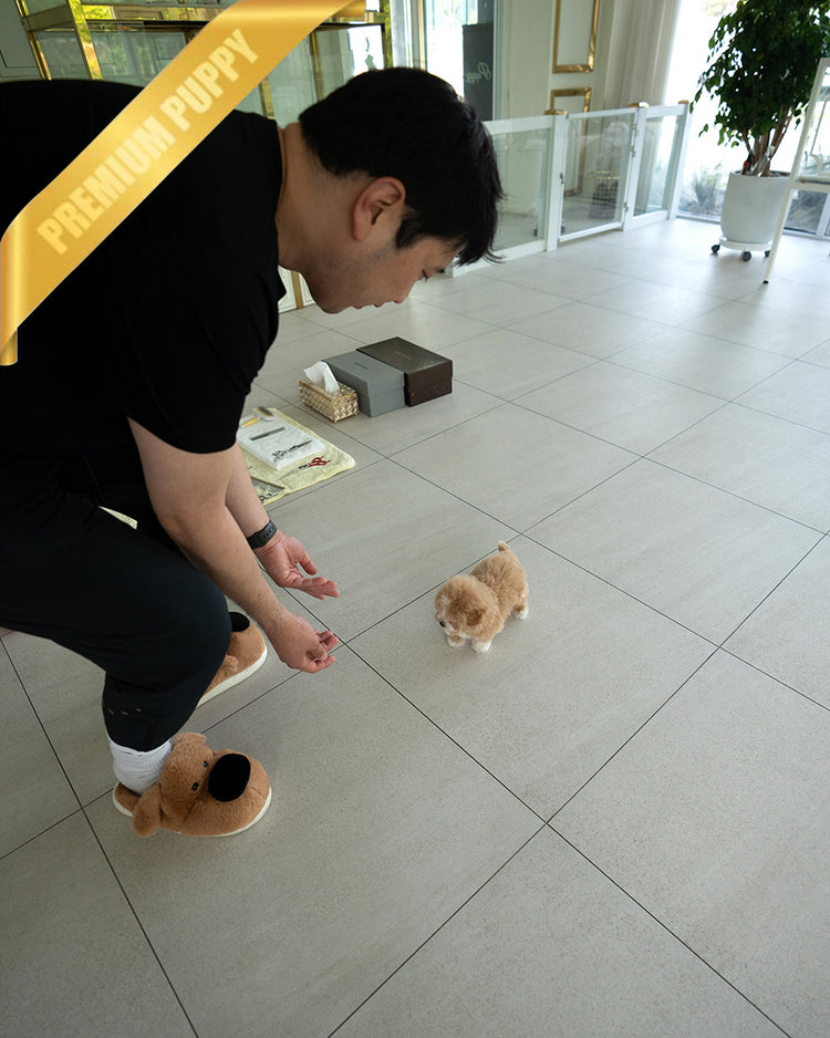 MARCO - MALE (PURCHASED by NAPAVILAI) - ROLLY TEACUP PUPPIES - TEACUP PUPPY FOR SALE