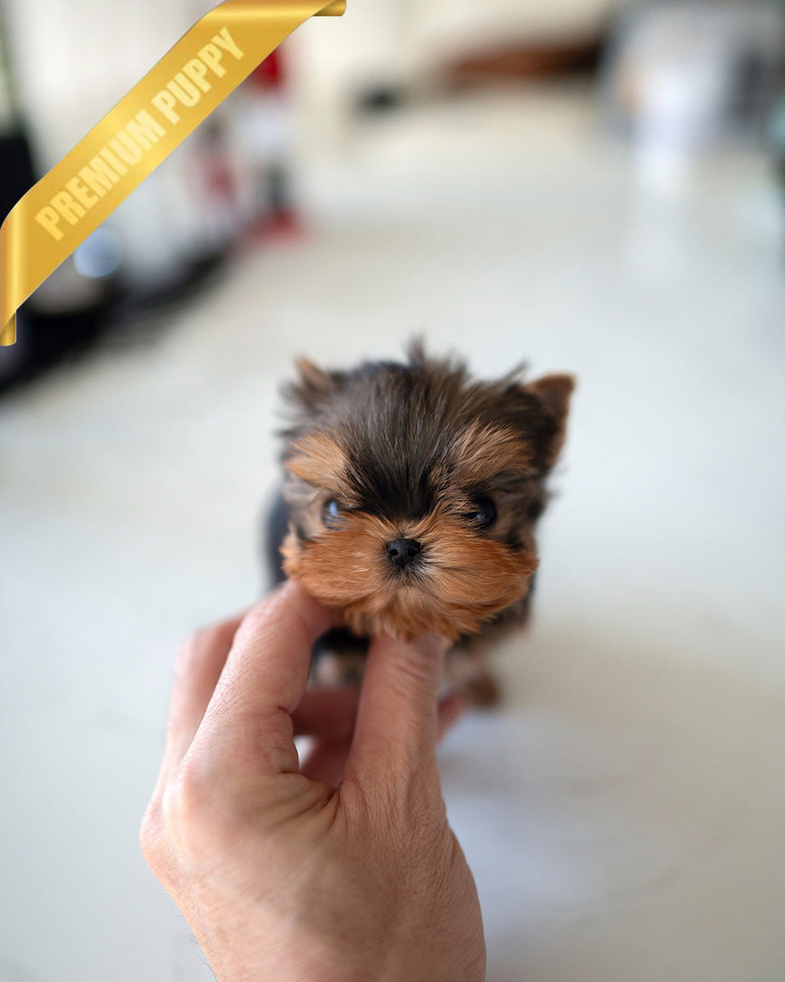 KOFI - MALE - ROLLY TEACUP PUPPIES - TEACUP PUPPY FOR SALE