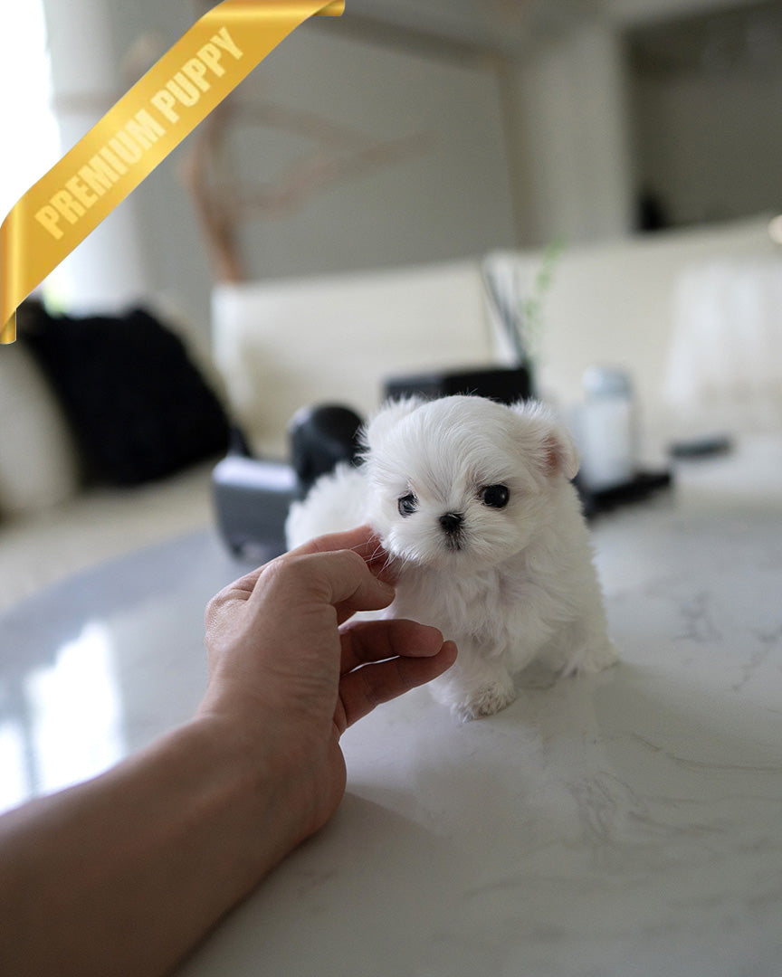 ARCHIE - MALE (PURCHASED by PATRICIA) - ROLLY TEACUP PUPPIES - TEACUP PUPPY FOR SALE