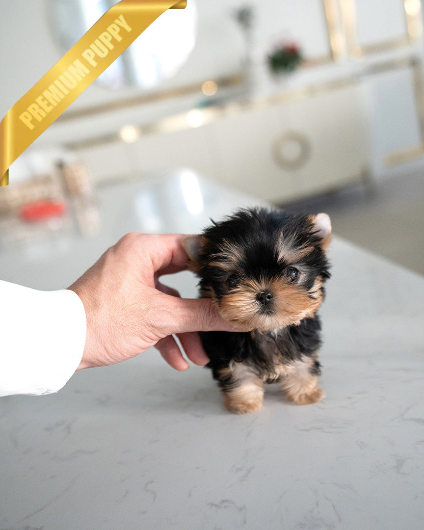 STELLA - FEMALE (PURCHASED by REBECA) - ROLLY TEACUP PUPPIES - TEACUP PUPPY FOR SALE