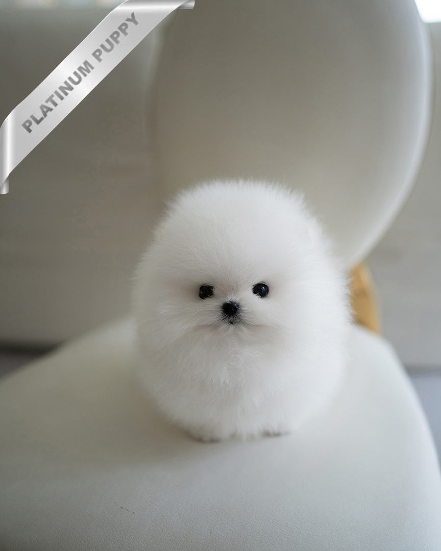 PUFFIN - FEMALE (PURCHASED by ANDREA) - ROLLY TEACUP PUPPIES - TEACUP PUPPY FOR SALE