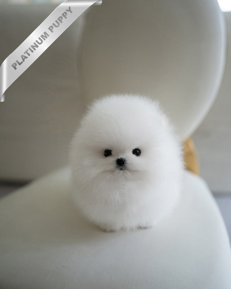 PUFFIN - FEMALE (PURCHASED by ANDREA) - ROLLY TEACUP PUPPIES - TEACUP PUPPY FOR SALE