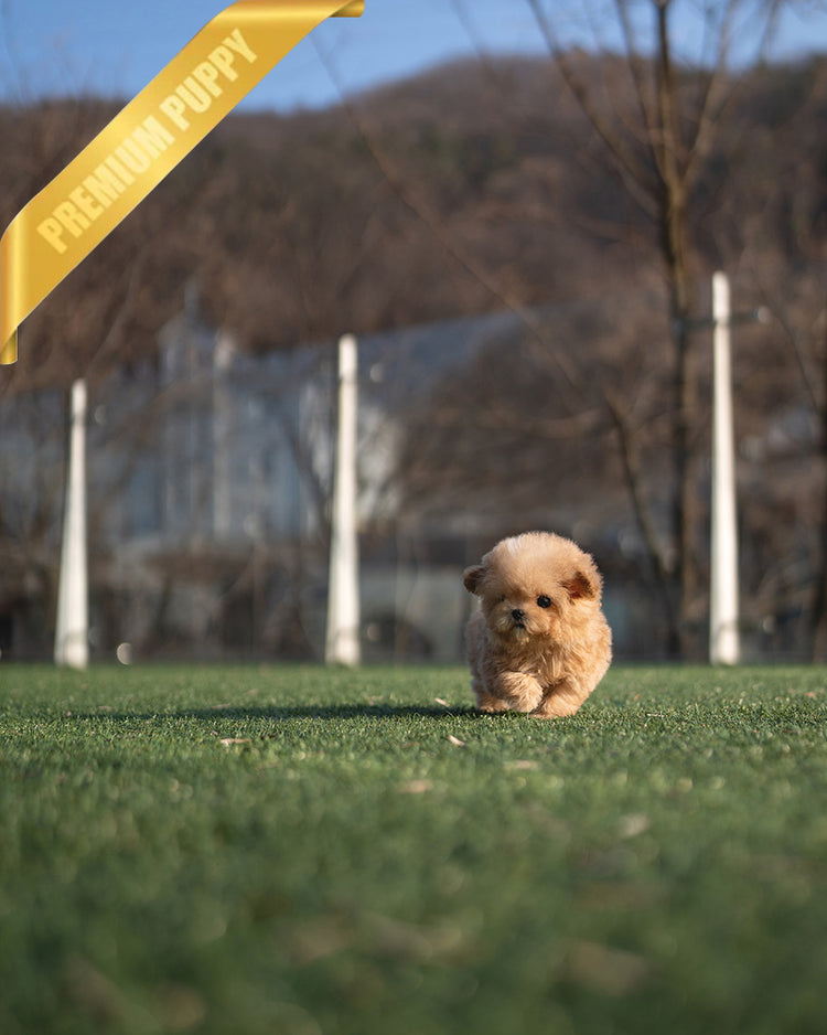 LYRA - FEMALE (PURCHASED by LULU) - ROLLY TEACUP PUPPIES - TEACUP PUPPY FOR SALE
