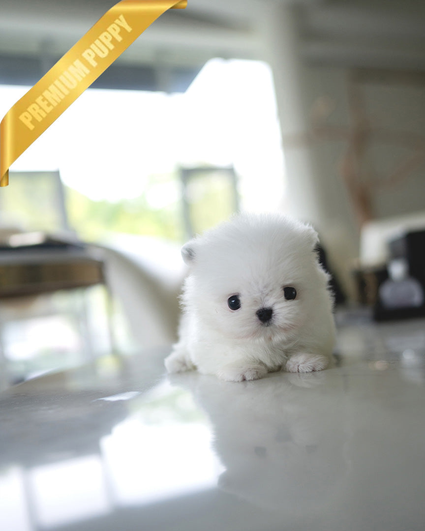 PUFF - FEMALE (PURCHASED by DYLAN) - ROLLY TEACUP PUPPIES - TEACUP PUPPY FOR SALE