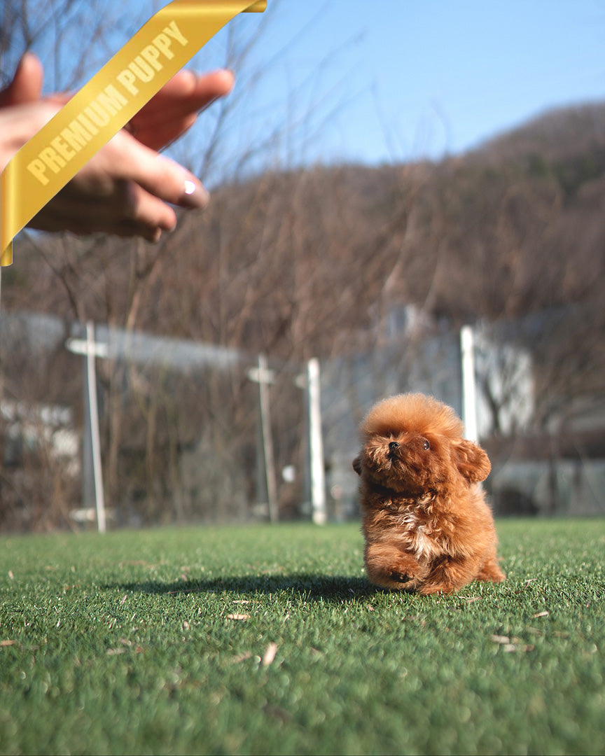 JESSICA - FEMALE (PURCHASED by MARIE) - ROLLY TEACUP PUPPIES - TEACUP PUPPY FOR SALE