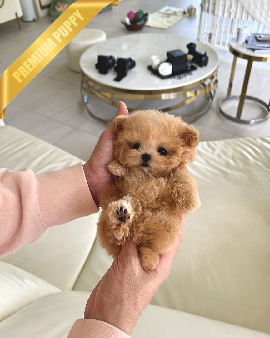 GINGER - MALE (RESERVED by DEANA)