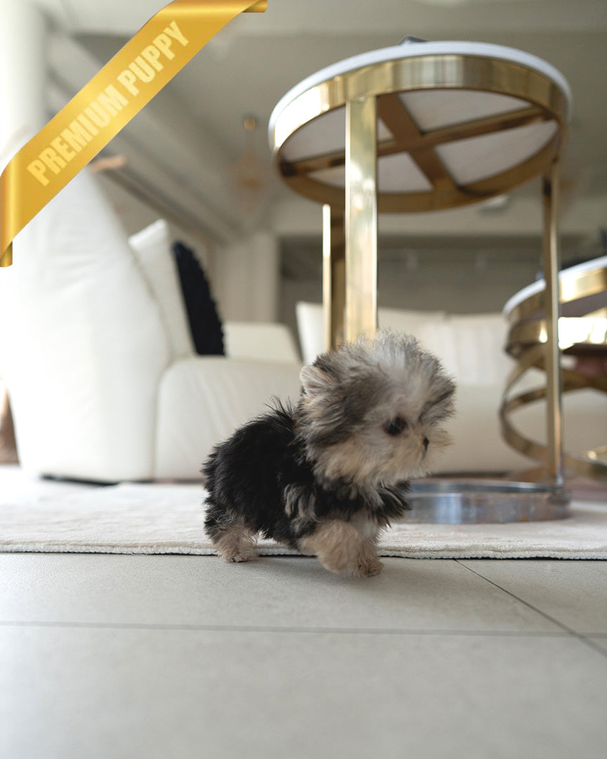 STELLA - FEMALE (PURCHASED by ALLA) - ROLLY TEACUP PUPPIES - TEACUP PUPPY FOR SALE