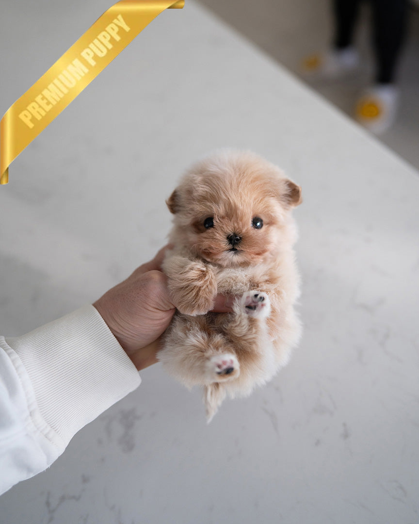 COCO - FEMALE (PURCHASED by BELEN) - ROLLY TEACUP PUPPIES - TEACUP PUPPY FOR SALE