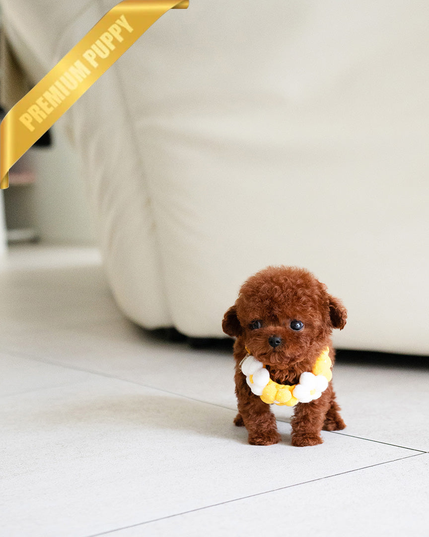 JESSICA - FEMALE (PURCHASED by DANIEL) - ROLLY TEACUP PUPPIES - TEACUP PUPPY FOR SALE