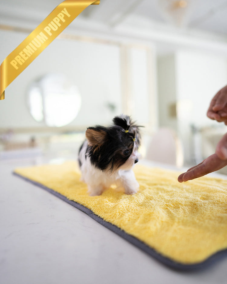 MILO - MALE (PURCHASED by ASHLEY) - ROLLY TEACUP PUPPIES - TEACUP PUPPY FOR SALE