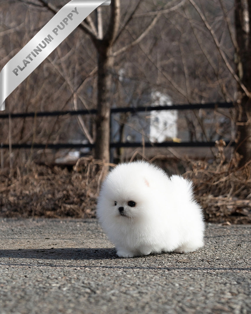 GIOVANNI - MALE (PURCHASED by ASHLYN) - ROLLY TEACUP PUPPIES - TEACUP PUPPY FOR SALE
