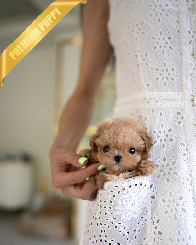 SKY - MALE (PURCHASED by OLIVIA) - ROLLYPUPS OFFICIAL