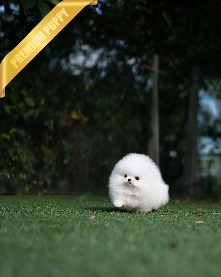 TAYLOR - MALE - ROLLY TEACUP PUPPIES - TEACUP PUPPY FOR SALE