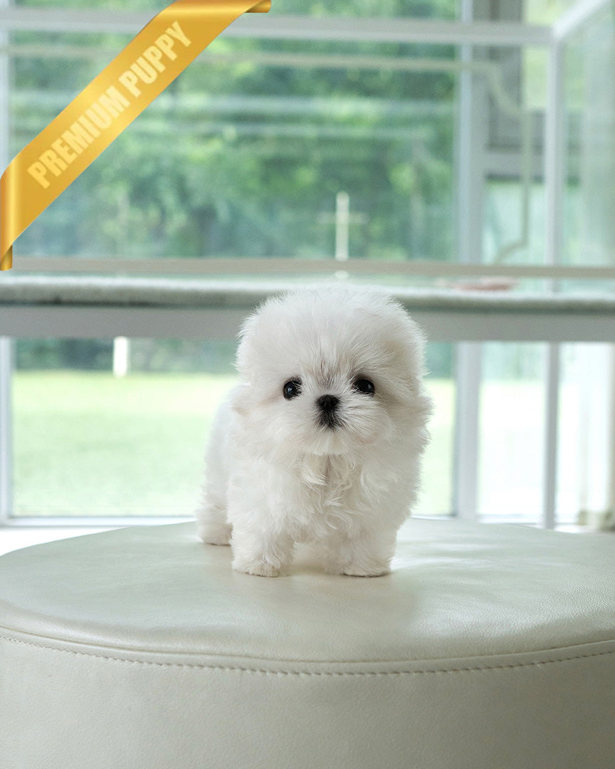 BENTLEY - MALE (PURCHASED by ELIZA) - ROLLY TEACUP PUPPIES - TEACUP PUPPY FOR SALE