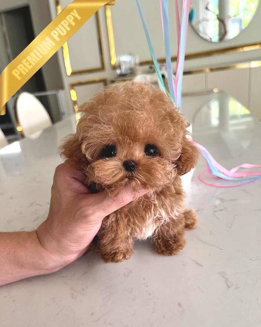 BENNETT - MALE (PURCHASED by LAZARA) - ROLLY TEACUP PUPPIES - TEACUP PUPPY FOR SALE