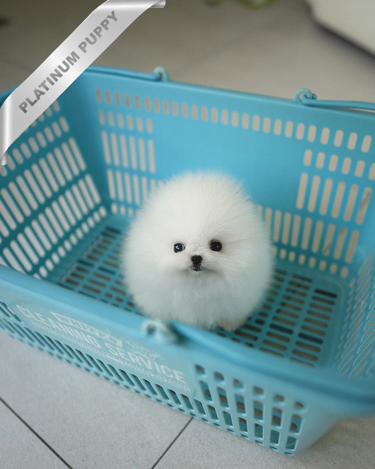 DIANA - FEMALE - ROLLY TEACUP PUPPIES - TEACUP PUPPY FOR SALE