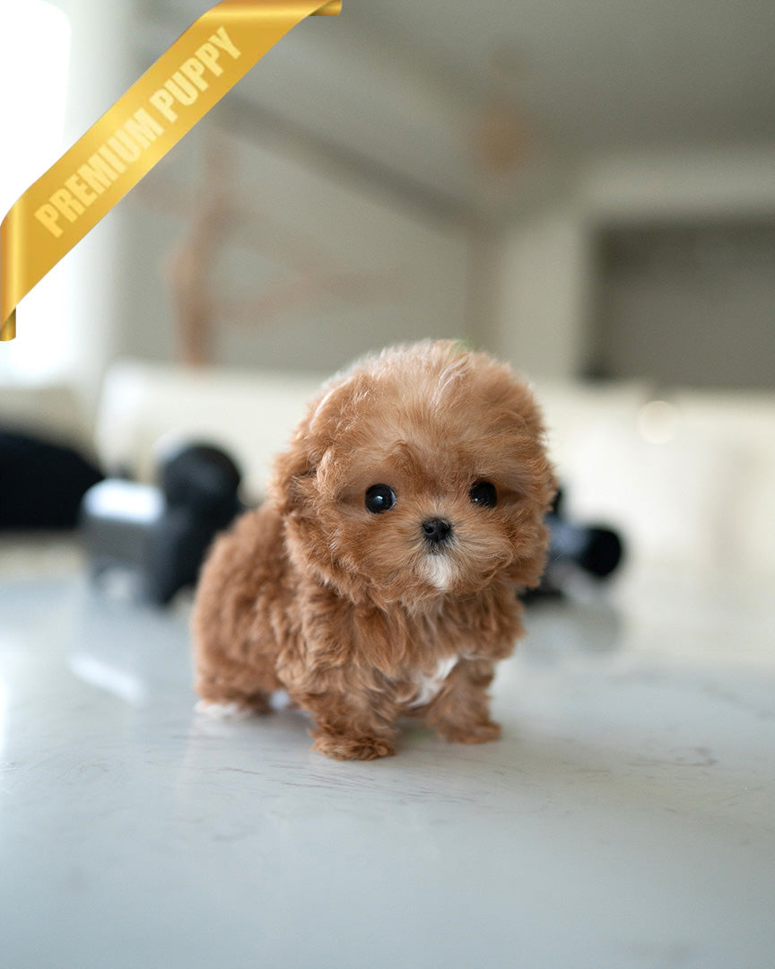 GIGI - FEMALE (PURCHASED by AYGUN) - ROLLY TEACUP PUPPIES - TEACUP PUPPY FOR SALE