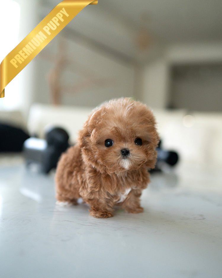 GIGI - FEMALE (PURCHASED by AYGUN) - ROLLY TEACUP PUPPIES - TEACUP PUPPY FOR SALE