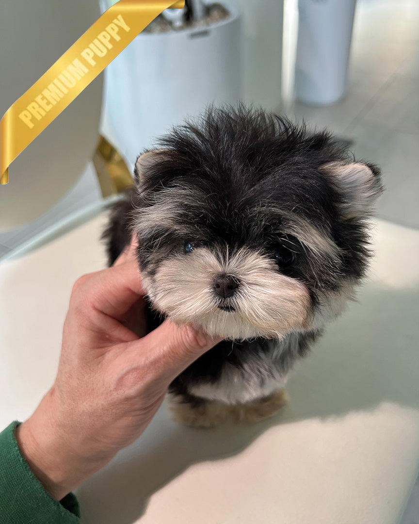 SASHA - FEMALE (RESERVED by ANONYMOUS) - ROLLY TEACUP PUPPIES