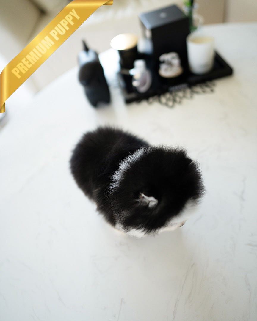 KODA - MALE - ROLLY TEACUP PUPPIES - TEACUP PUPPY FOR SALE