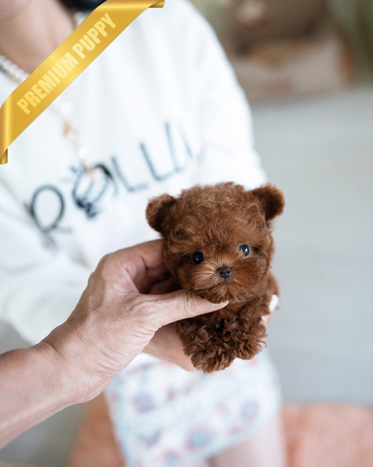 JESSICA - FEMALE (PURCHASED by ZHE) - ROLLYPUPS OFFICIAL