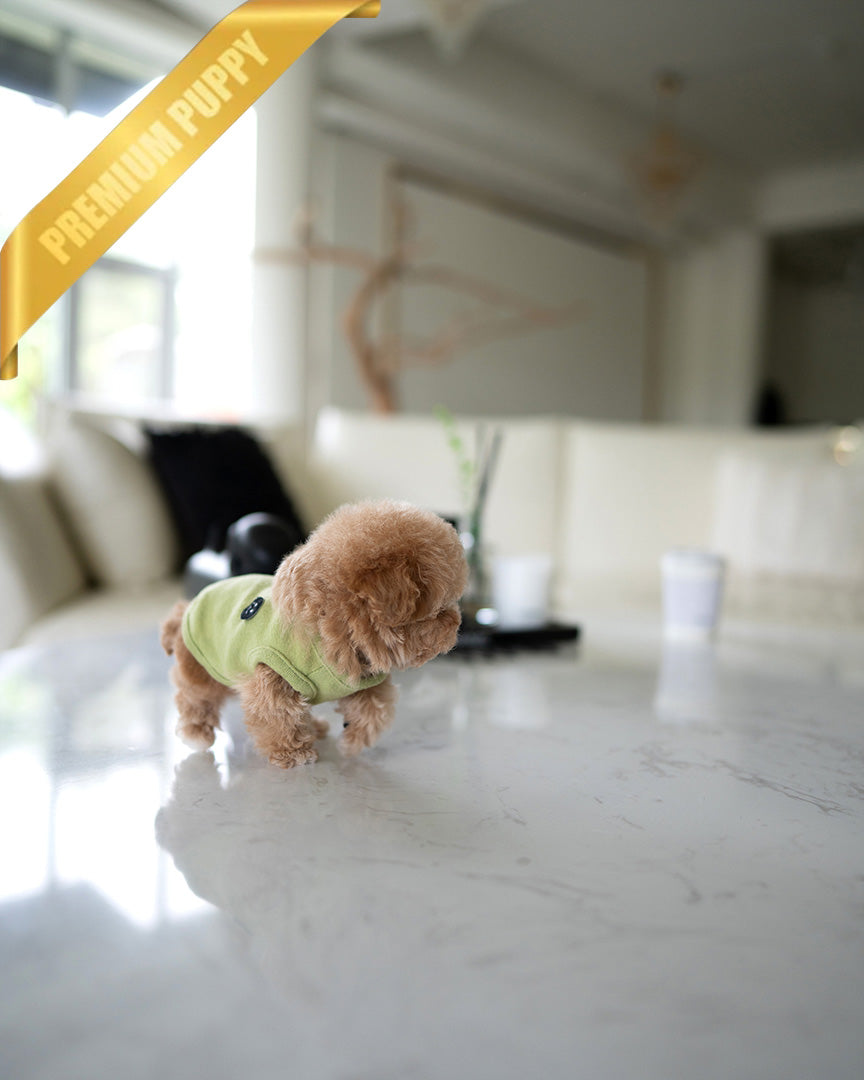 MONTY - MALE (PURCHASED by RT) - ROLLY TEACUP PUPPIES - TEACUP PUPPY FOR SALE