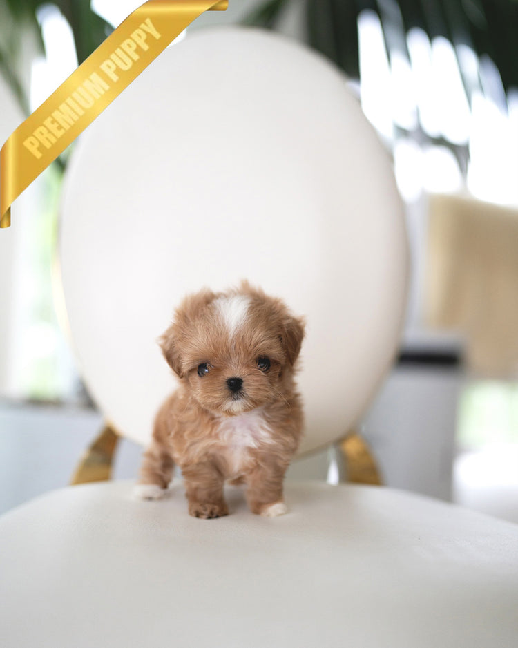 CAMILLE - FEMALE (PURCHASED by BONNIE) - ROLLYPUPS OFFICIAL