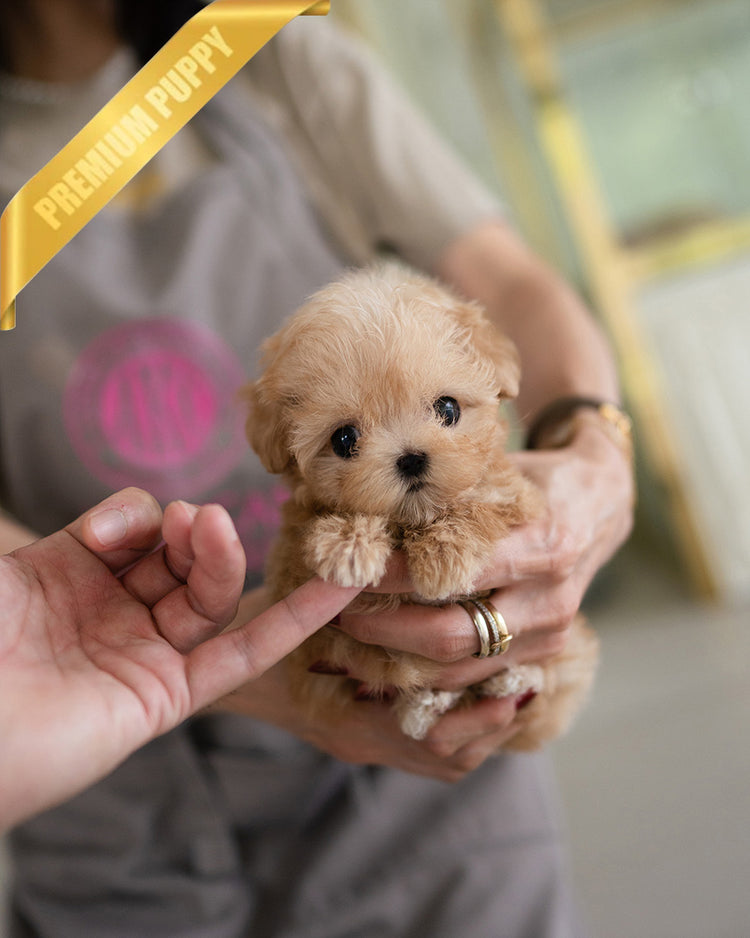 LYRA - FEMALE (PURCHASED by JENNIFER) - ROLLY TEACUP PUPPIES - TEACUP PUPPY FOR SALE