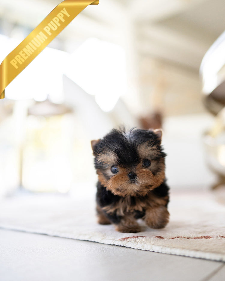 LILY - FEMALE (PURCHASED by ALEJANDRO) - ROLLYPUPS OFFICIAL