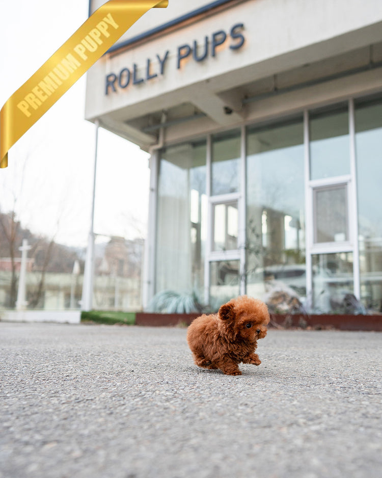 FELIX - MALE (PURCHASED by AHMAD) - ROLLY TEACUP PUPPIES - TEACUP PUPPY FOR SALE