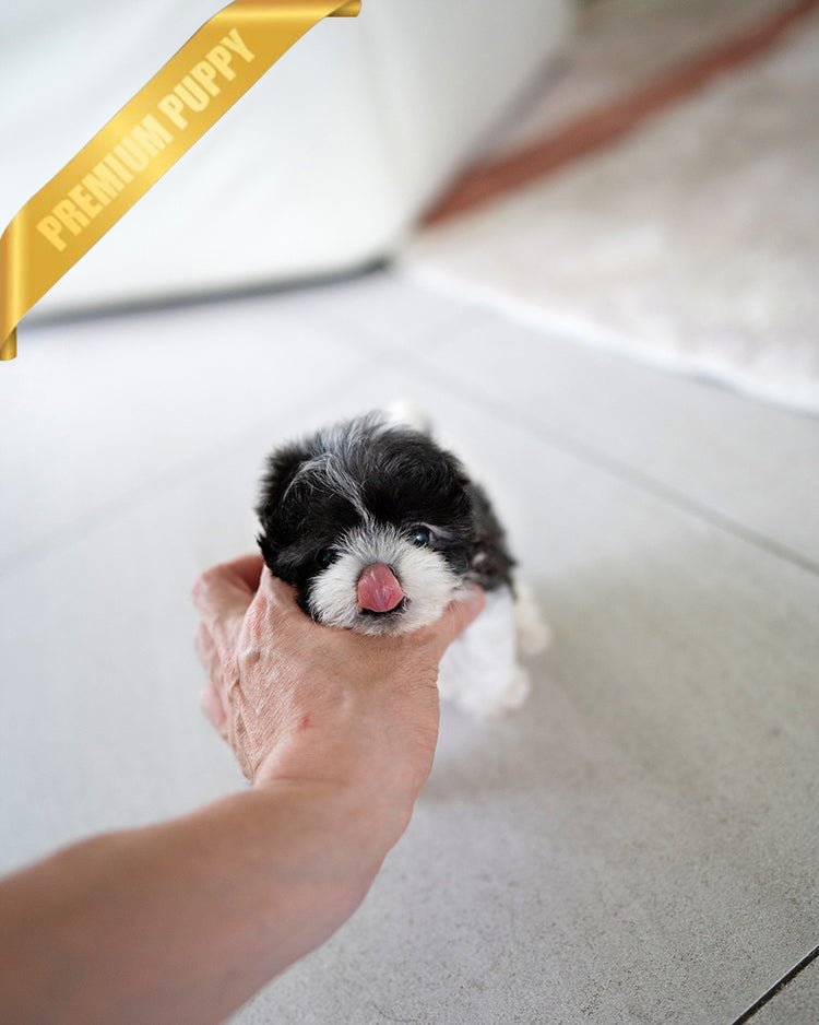 STELLA - FEMALE (PURCHASED by KIM) - ROLLY TEACUP PUPPIES - TEACUP PUPPY FOR SALE