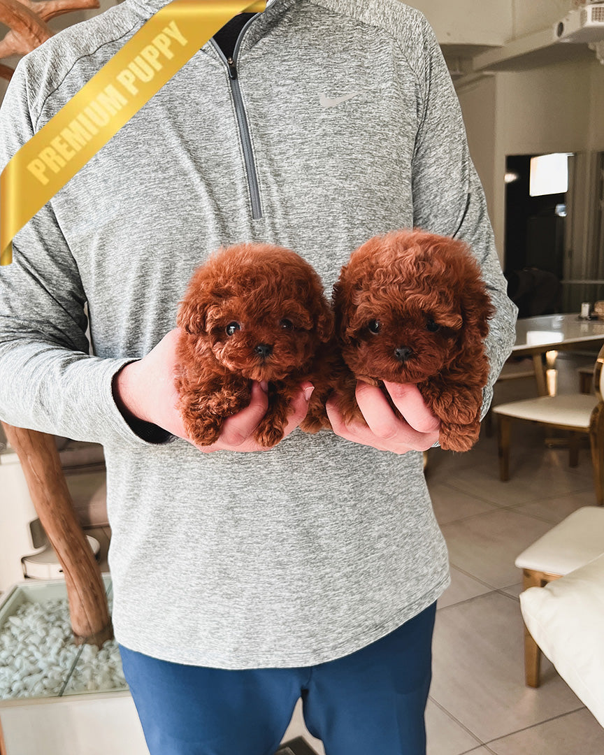 POODLES (PURCHASED by ADRIANA) - ROLLY TEACUP PUPPIES - TEACUP PUPPY FOR SALE