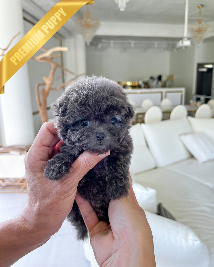 BEAU - MALE (PURCHASED by JOSE) - ROLLYPUPS OFFICIAL