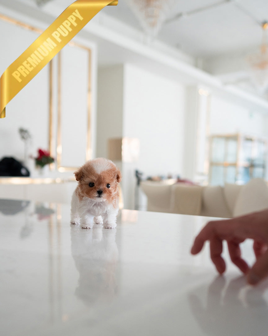 BAGEL - MALE (PURCHASED by MARIO) - ROLLY TEACUP PUPPIES -