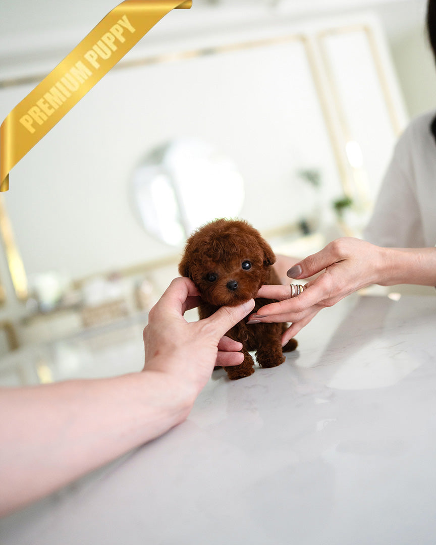 MITCH - MALE (PURCHASED by NOA) - ROLLY TEACUP PUPPIES - TEACUP PUPPY FOR SALE