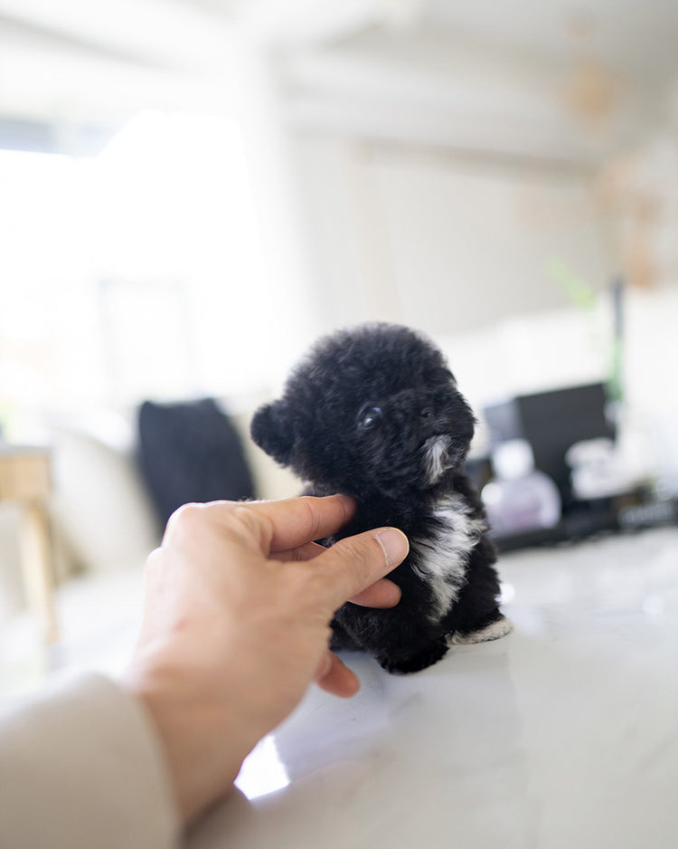 OREO - FEMALE - ROLLYPUPS OFFICIAL