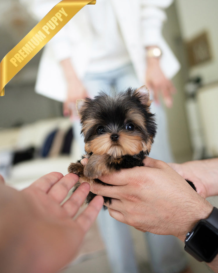 KOFI - MALE (PURCHASED by DOUGLAS) - ROLLY TEACUP PUPPIES - TEACUP PUPPY FOR SALE