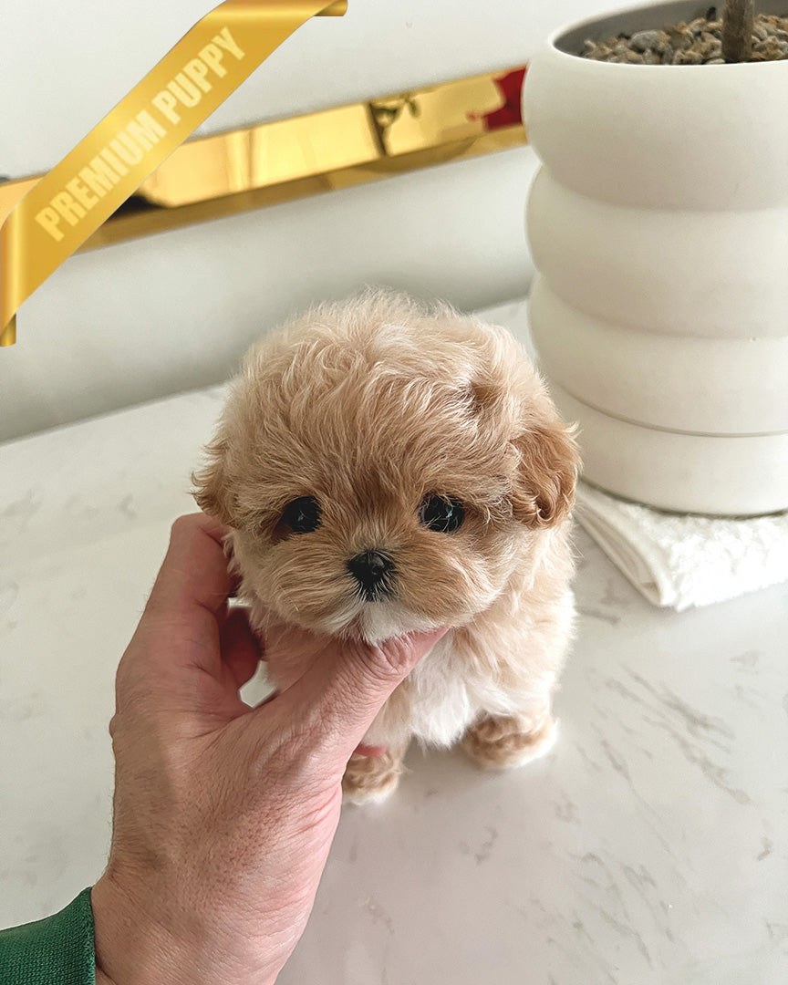 HAZEL - FEMALE (PURCHASED by SAMIRA) - ROLLY TEACUP PUPPIES -