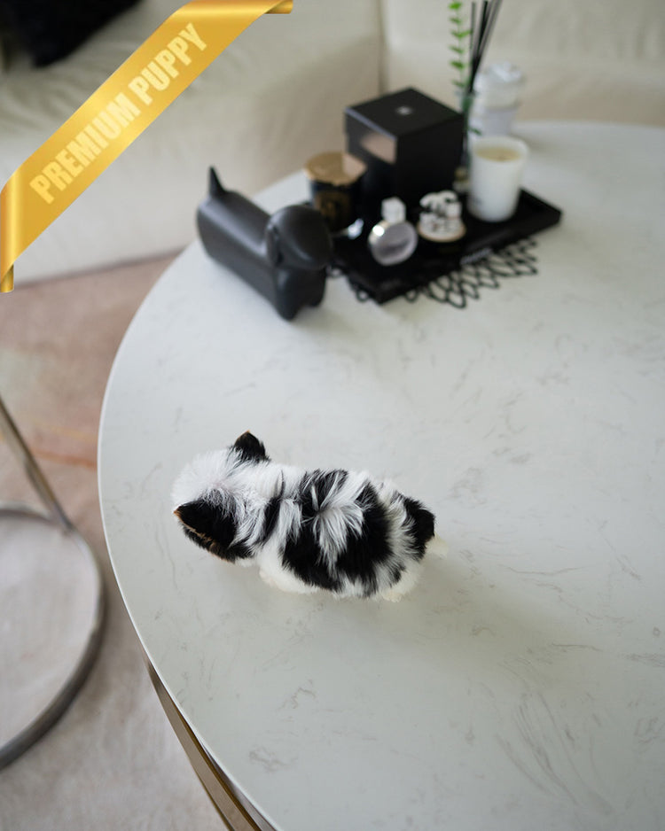 TEDDY - MALE (PURCHASED by SANTIAGO) - ROLLY TEACUP PUPPIES - TEACUP PUPPY FOR SALE