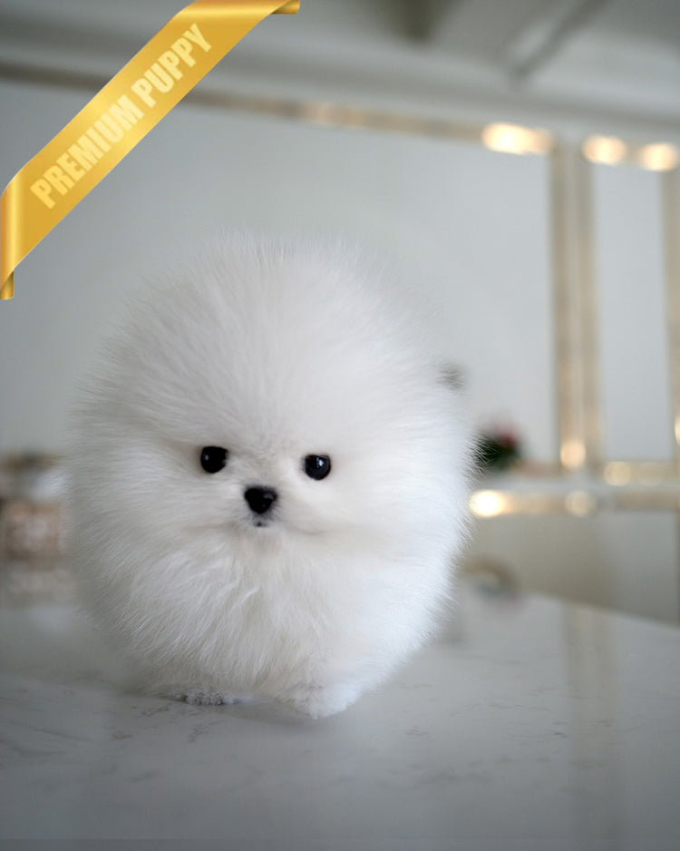 GLACIER - MALE (PURCHASED by MARIANO) - ROLLY TEACUP PUPPIES - TEACUP PUPPY FOR SALE