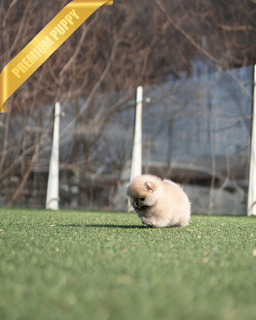 KYLE - MALE (PURCHASED by BRIAN) - ROLLY TEACUP PUPPIES - TEACUP PUPPY FOR SALE