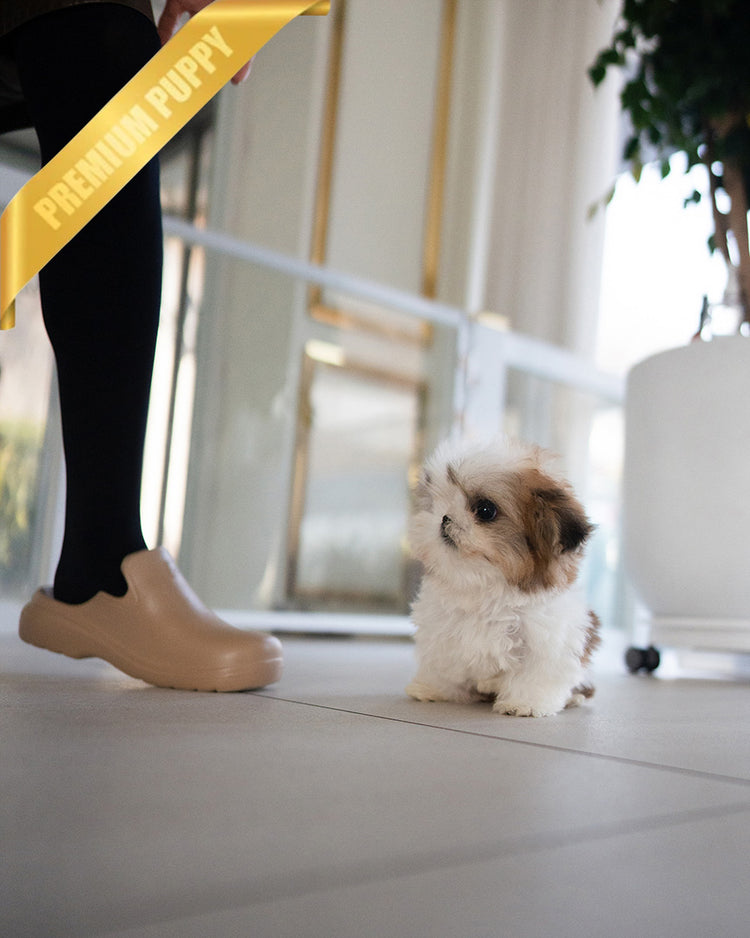 TOBY - MALE (PURCHASED by DANILLE) - ROLLY TEACUP PUPPIES - TEACUP PUPPY FOR SALE